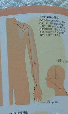 経穴と経絡は 基本の3つ から覚えよう 手の陽編 達人に訊け 中日新聞web