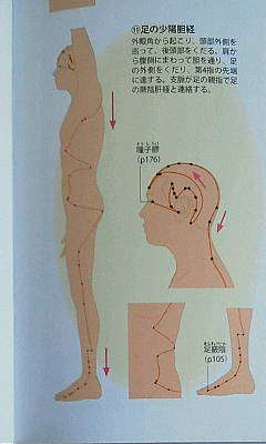 経穴と経絡は 基本の3つ から覚えよう 足の陽編 達人に訊け 中日新聞web