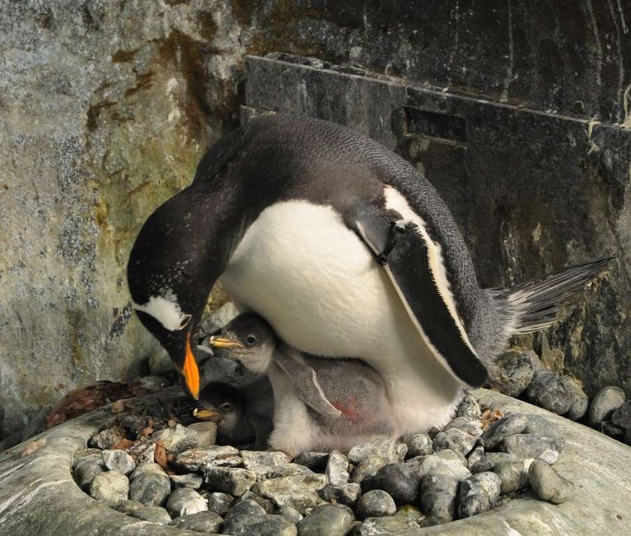 ペンギン 繁殖シーズンの今 思うこと 達人に訊け 中日新聞web