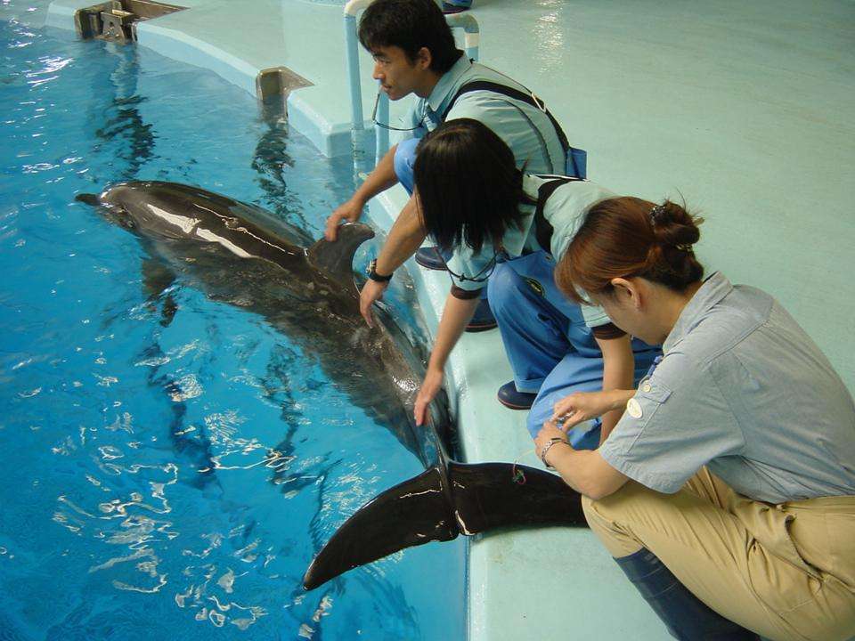 イルカの飼育係というお仕事 達人に訊け 中日新聞web