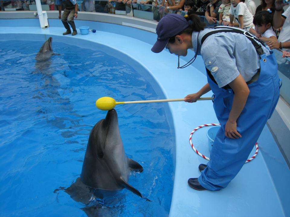 イルカの飼育係というお仕事 達人に訊け 中日新聞web