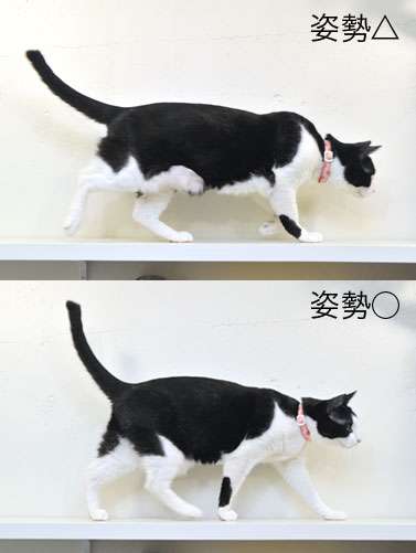 歩いている猫を撮ろう ステップ１ 達人に訊け 中日新聞web