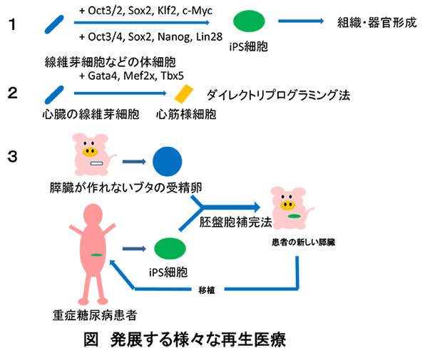 解き明かされていく生命現象 その２ Ips細胞の作製 再生医療の未来 達人に訊け 中日新聞web