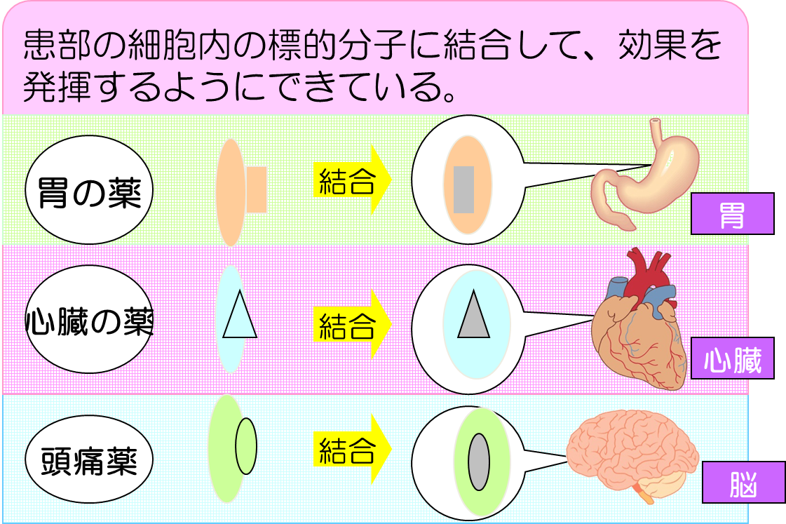 知っておきたい薬の知識 （3）薬の効き方：達人に訊け！：中日新聞Web