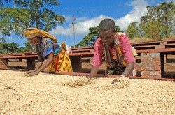 世界の優良コーヒー豆生産地・・・ケニア：達人に訊け！：中日新聞Web