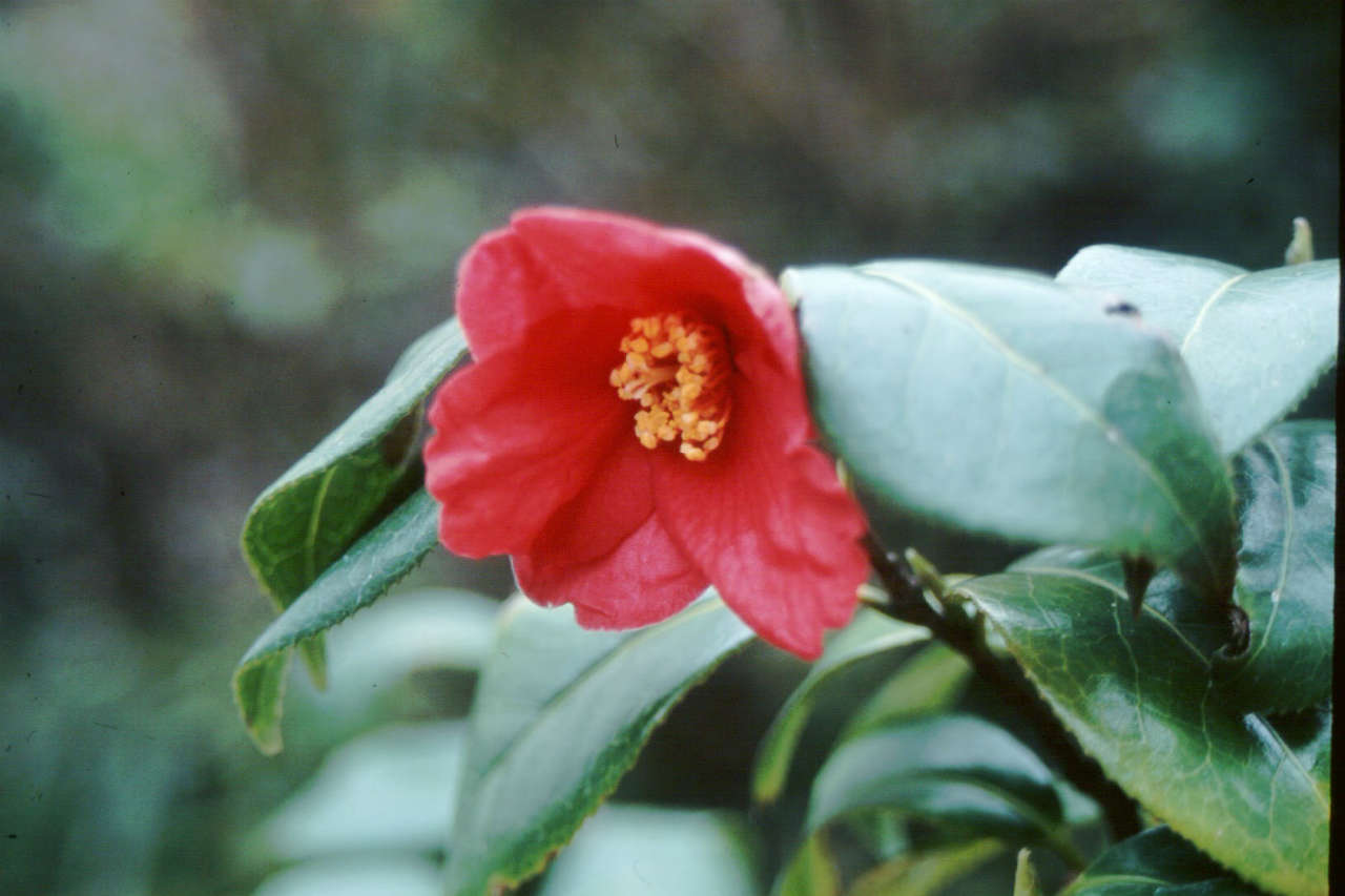 北陸の山の花 ユキツバキ：達人に訊け！：中日新聞Web